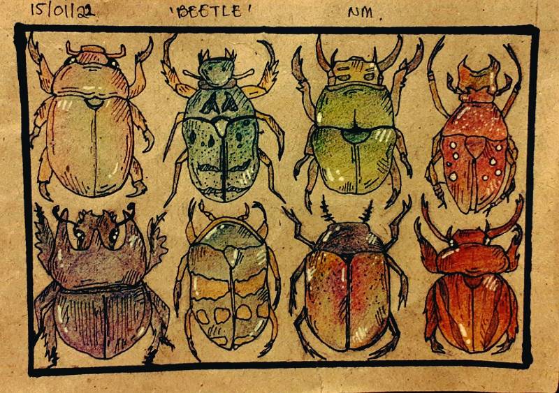 beetle by Nem (Pencil, Pen, Colored pencil)
