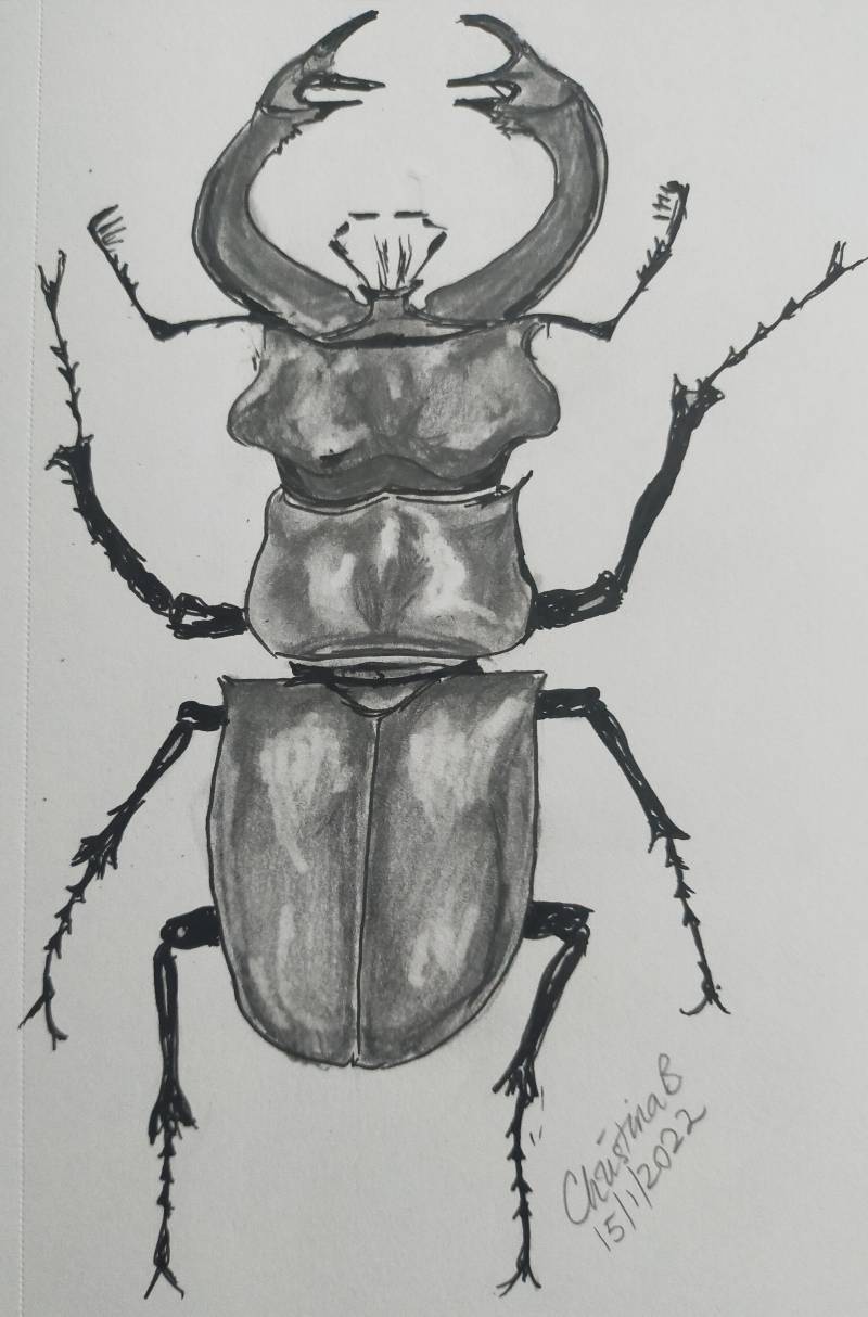 beetle by Chrissywissy (Pencil, Markers)