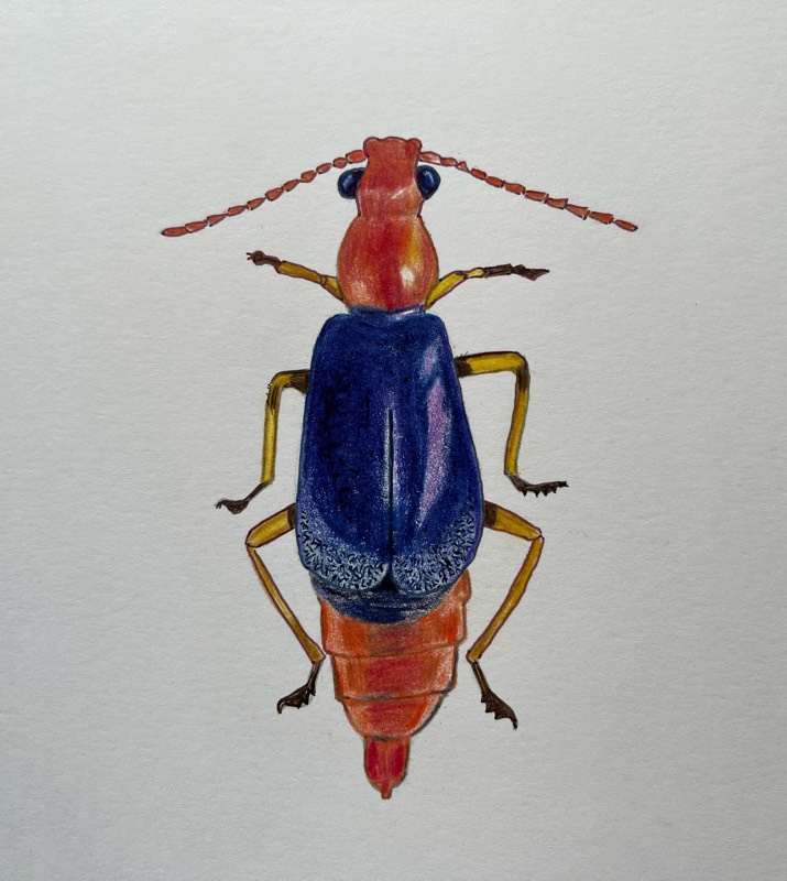 beetle by TinaB (Pencil, Pen, Colored pencil)