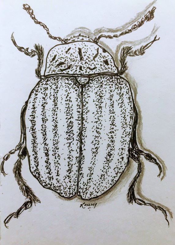 beetle by RammyArtworks (Pen, Ink)