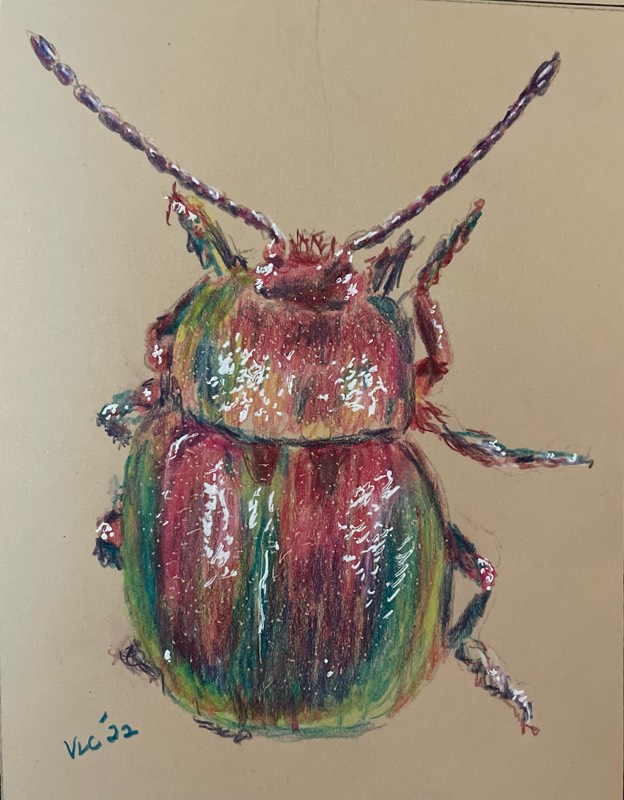 beetle by Songli5 (Pen, Colored pencil, Pencil)