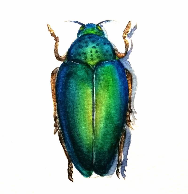 beetle by Watercolor_Puppy_ (Watercolor)