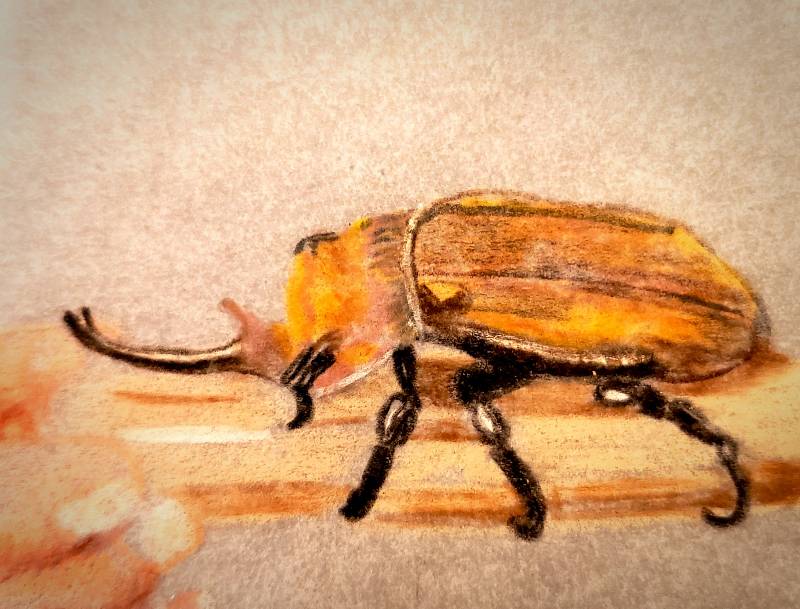 beetle by MBear (Colored pencil, Charcoal, Oil pastel)