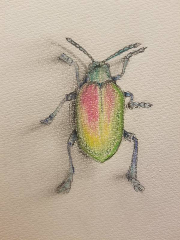 beetle by Z3vin_ART (Watercolor, Pencil, Oil pastel)