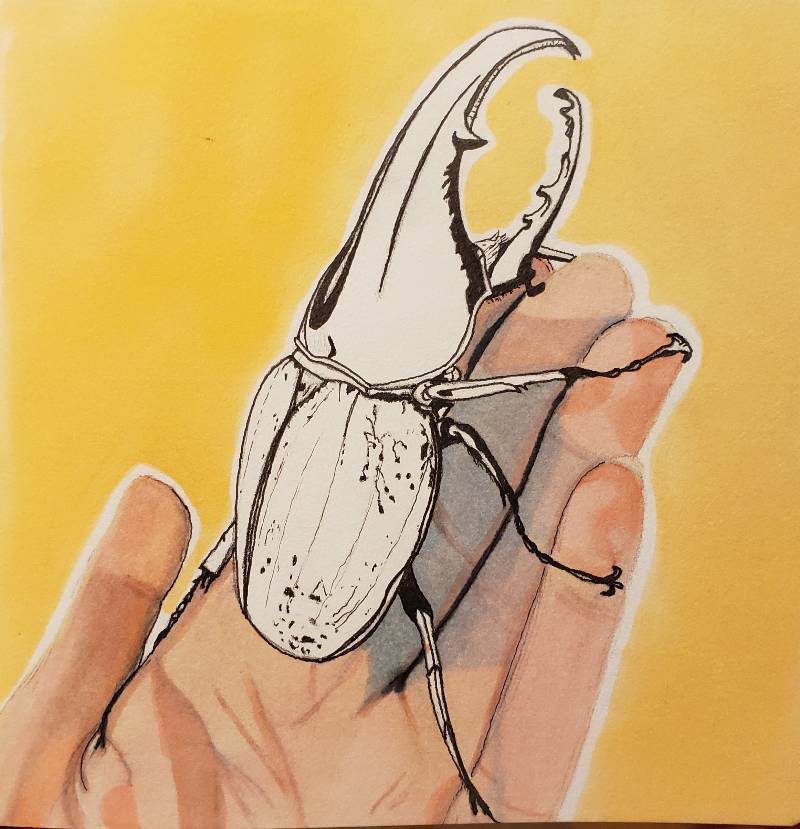 beetle by jkt (Pen, Markers)
