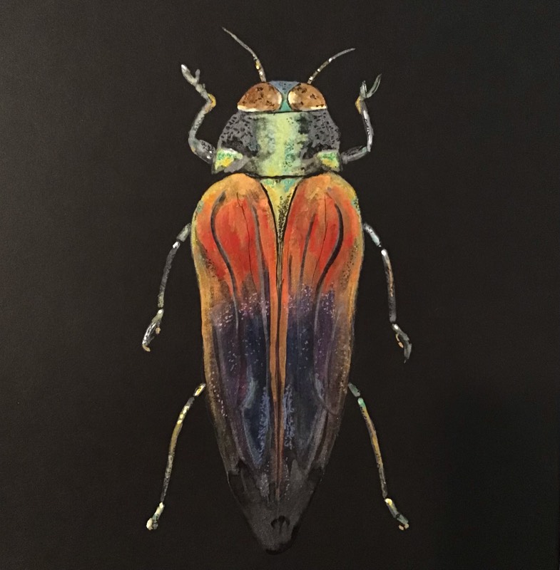 beetle by Sally (Watercolor, Pen)