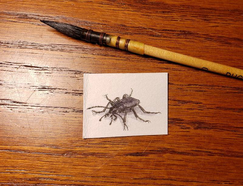 beetle by sp3c14Lk (Watercolor, Ink)