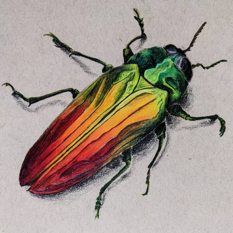 beetle by Elan28 (Colored pencil)