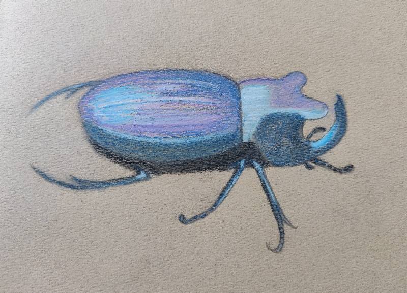 beetle by Kirstance (Pencil, Soft pastel)