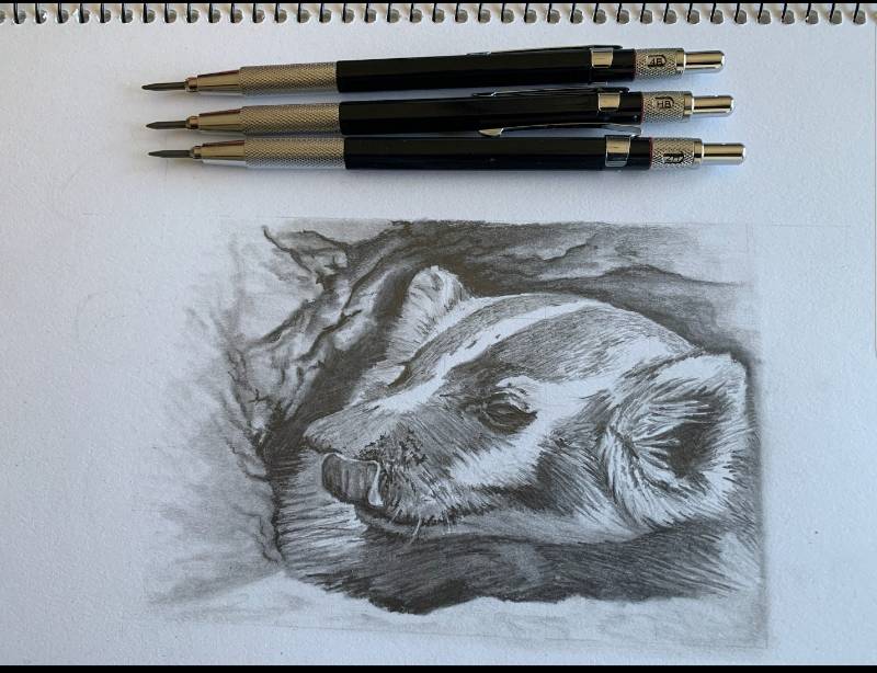 badger by Graphite_Grady (Pencil)