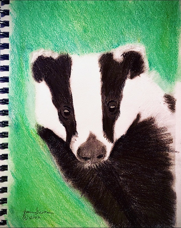 badger by love_art_91 (Soft pastel)