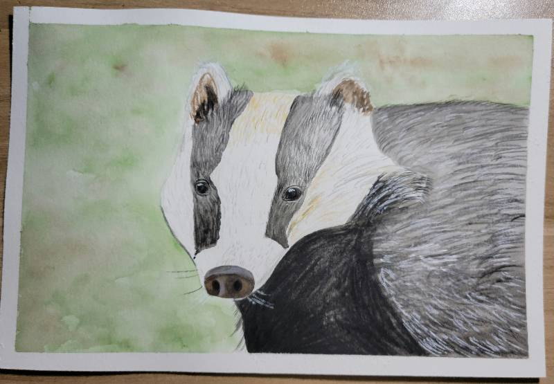 badger by sammie2toes (Pencil, Watercolor, Pen, Colored pencil)