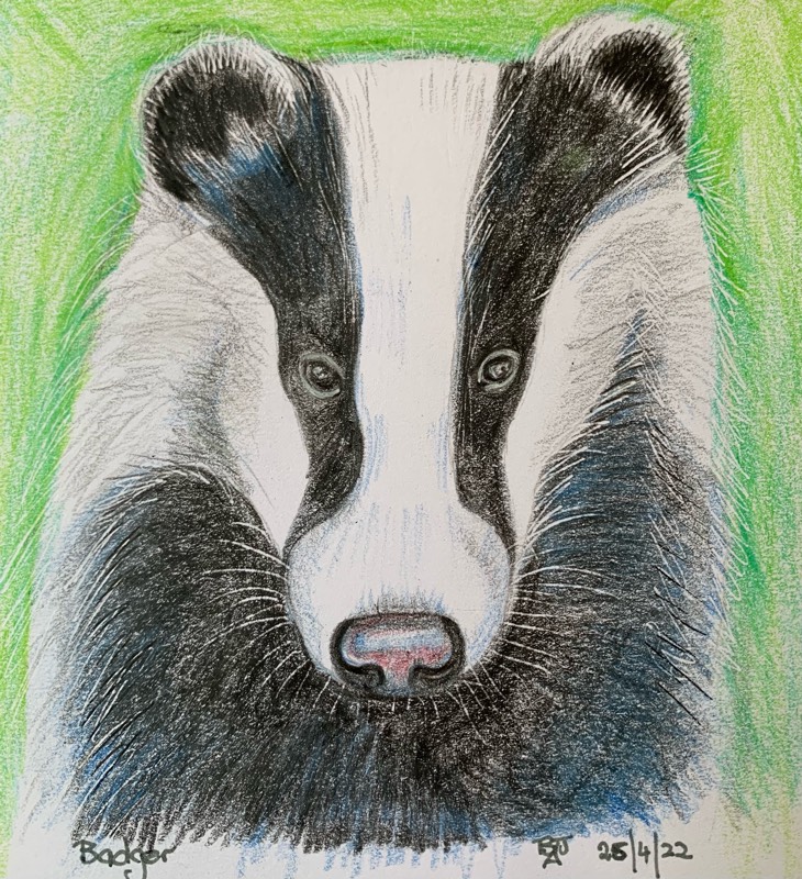 badger by fairlawnbj (Colored pencil)