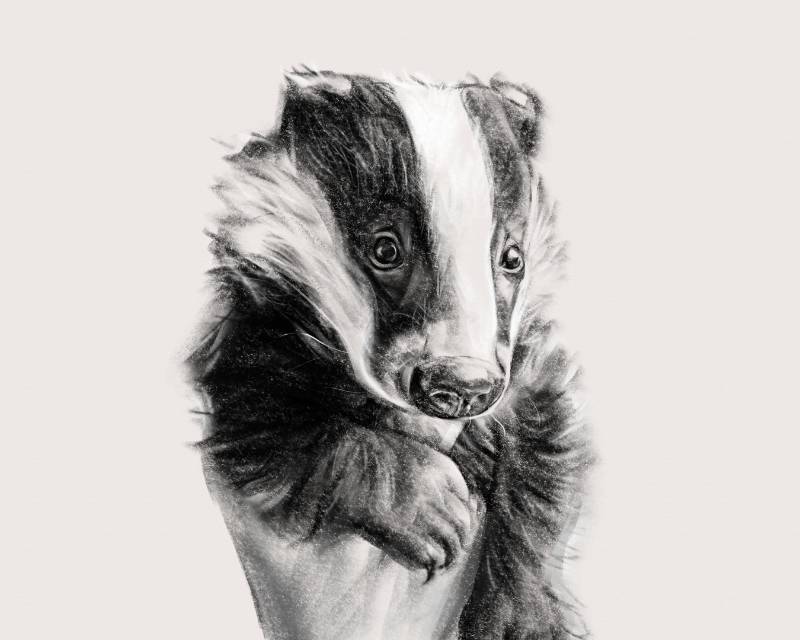 badger by ravacu (Digital)