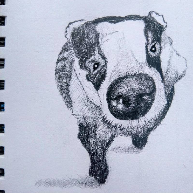 badger by Johnny_ (Pencil)