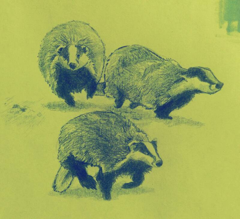 badger by Jesss (Colored pencil, Digital)