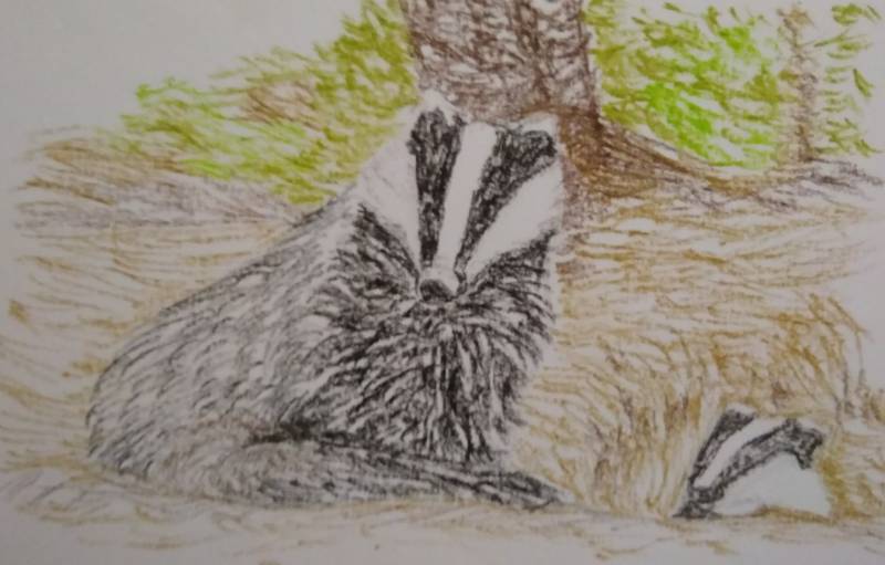 badger by waterlemon (Oil pastel)