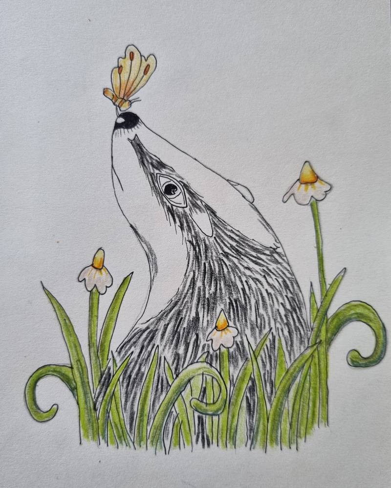 badger by Anke (Pen, Colored pencil)