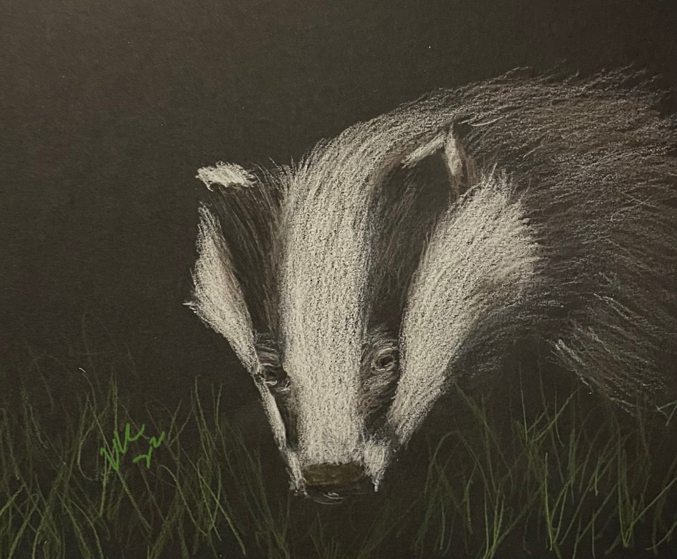 badger by Songli5 (Colored pencil)
