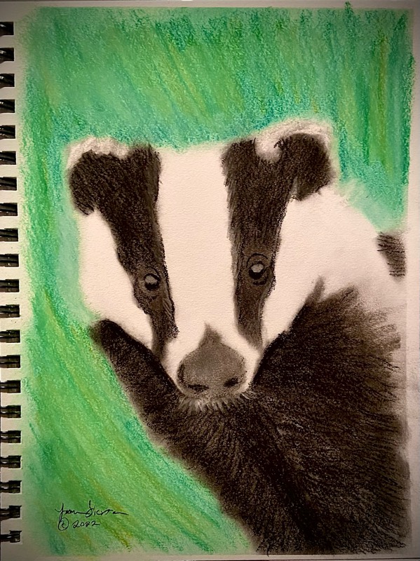 badger by love_art_91 (Soft pastel)