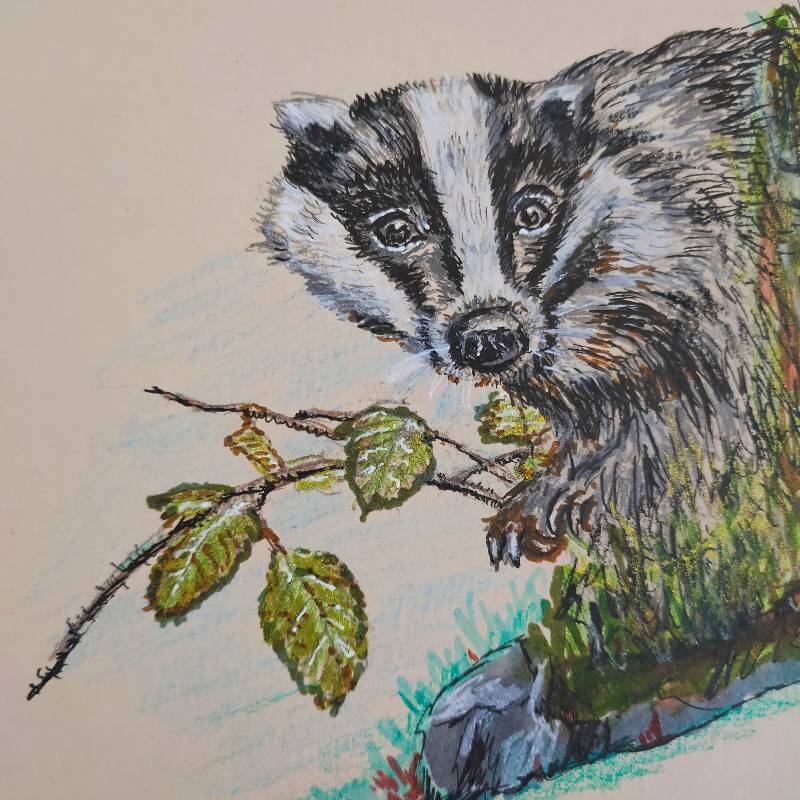 badger by Mathilde (Pencil, Pen, Markers, Colored pencil)