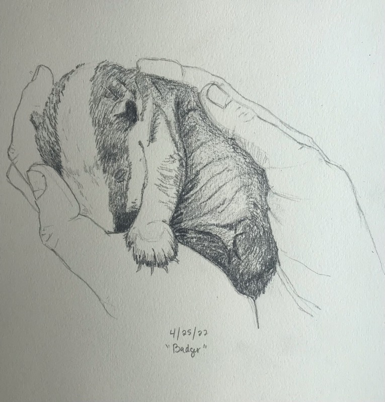 badger by bluechristy (Pencil)