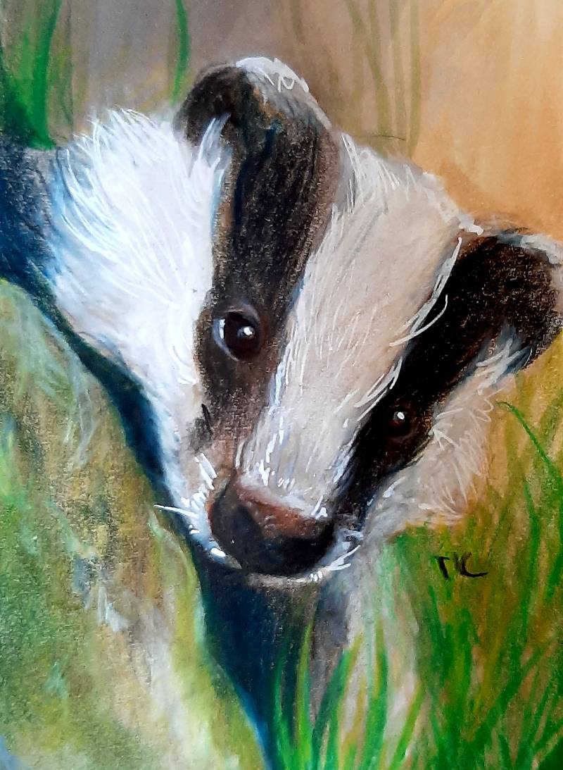 badger by tamileexyz (Markers, Colored pencil)