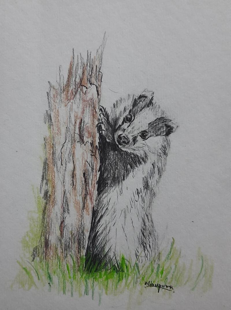 badger by Niru (Colored pencil, Pen)