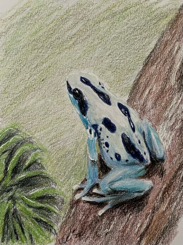 amphibian by Songli5 (Colored pencil)