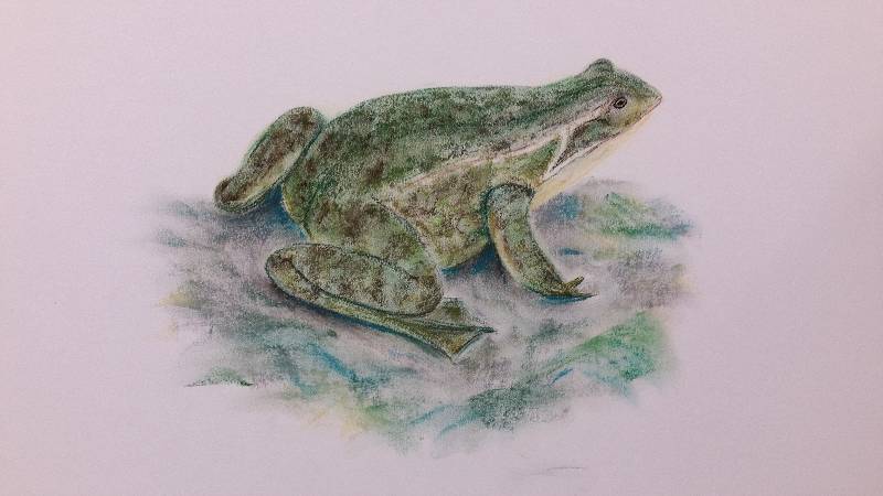 amphibian by HuMoArt (Soft pastel)