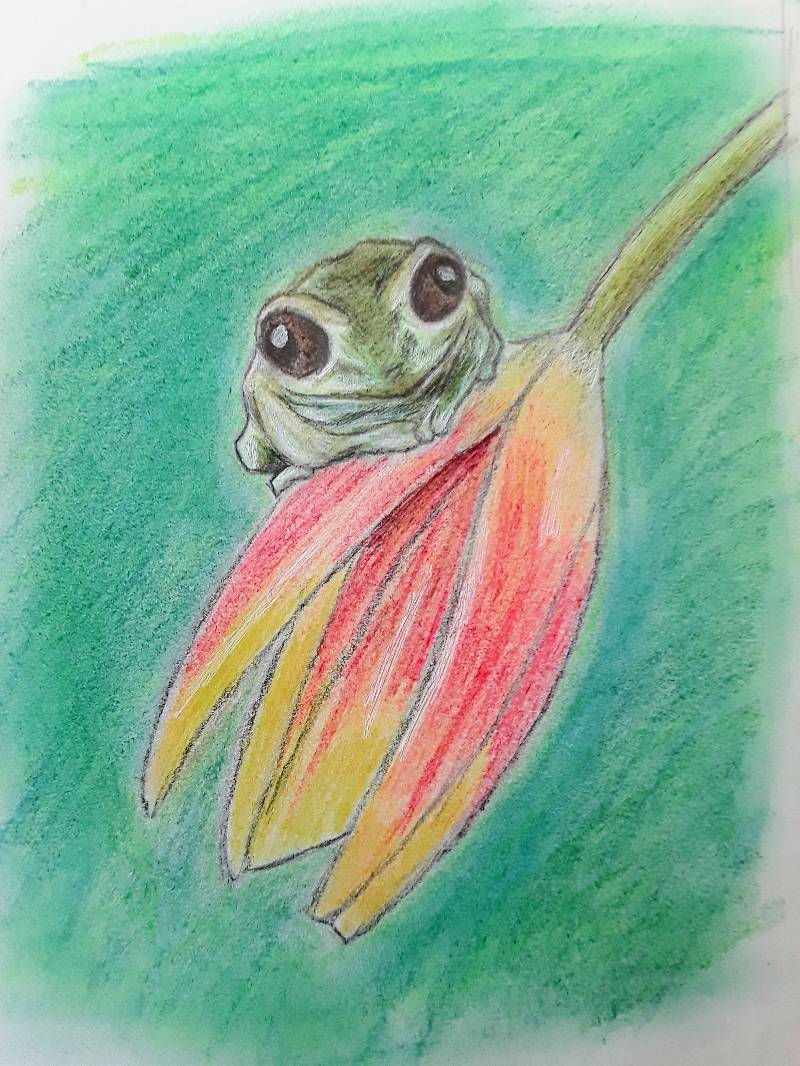 amphibian by Linnil (Pencil, Pen, Colored pencil, Soft pastel)
