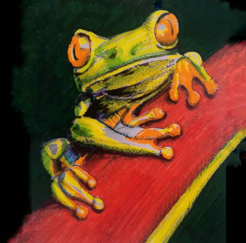amphibian by Johnny_ (Pencil, Pen, Ink, Markers, Colored pencil)