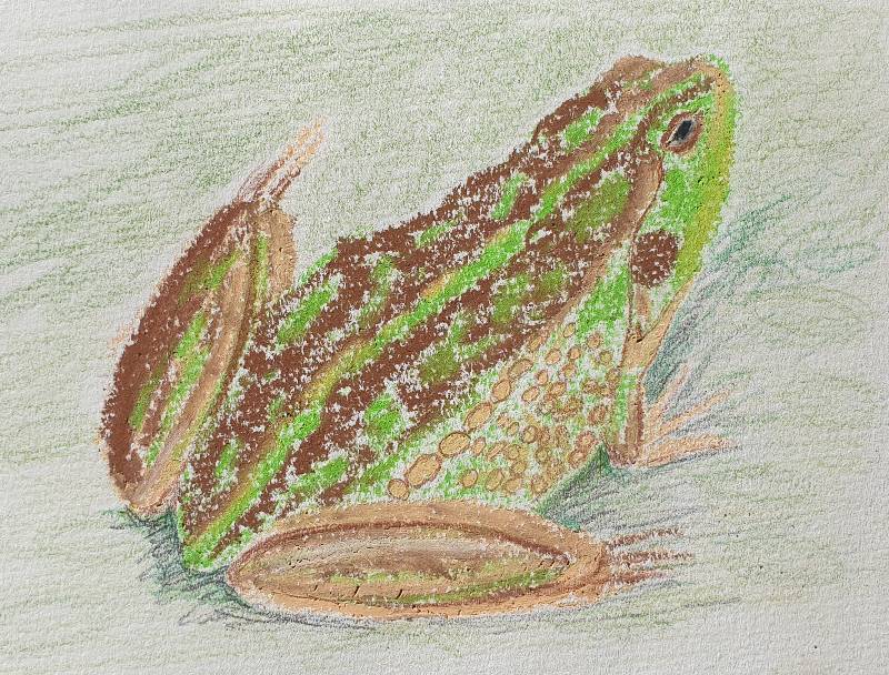 amphibian by MarlarSein (Colored pencil, Soft pastel)