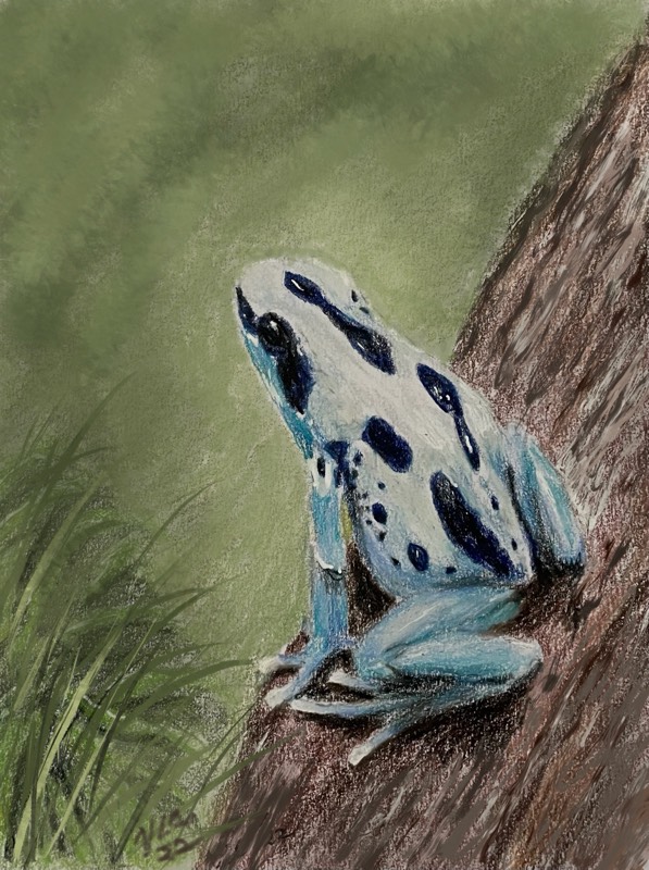 amphibian by Songli5 (Colored pencil, Digital)