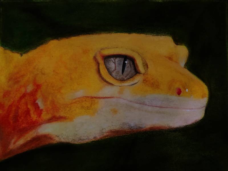 amphibian by blueghost (Soft pastel)