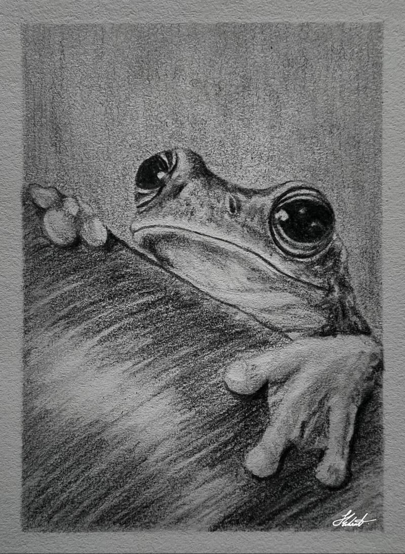 amphibian by Jesseeker44 (Pencil)