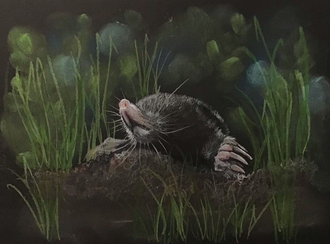 mole by Sally (Colored pencil, Soft pastel)
