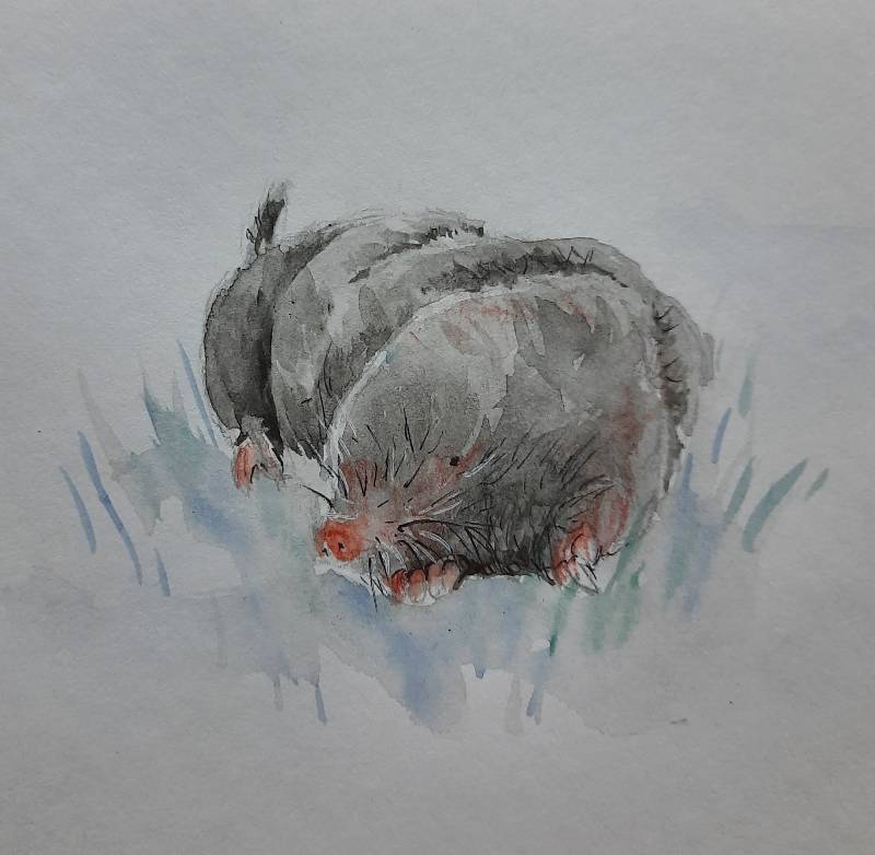 mole by Niru (Watercolor, Pen)