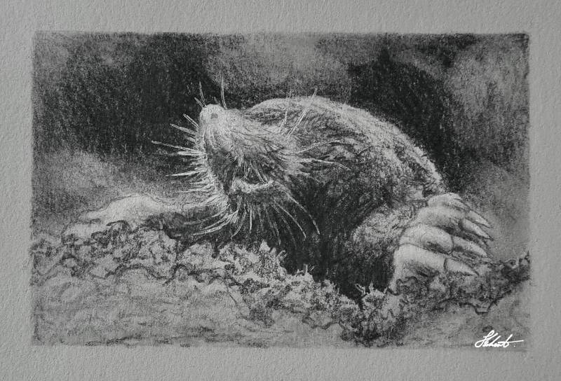 mole by Jesseeker44 (Pencil, Ink)