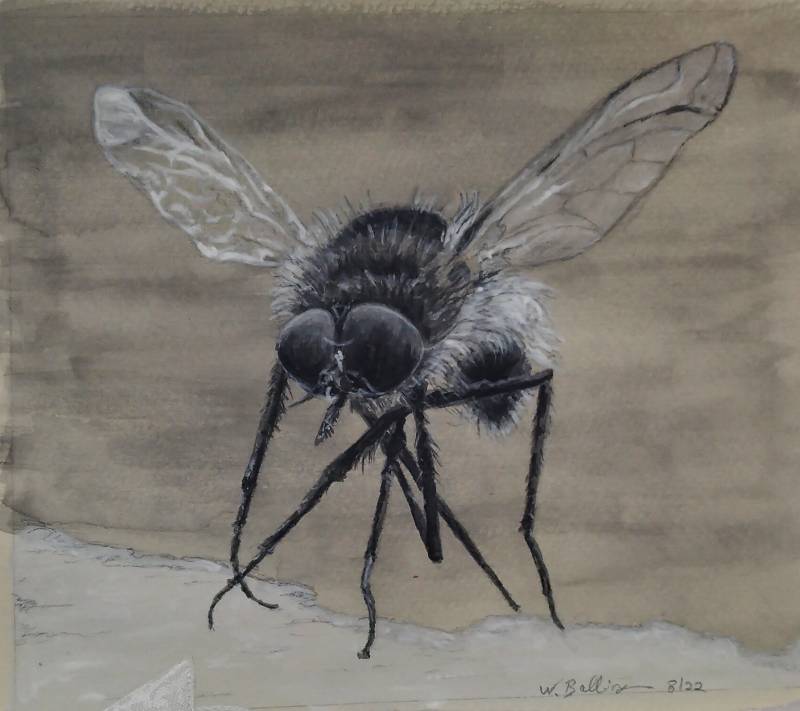 prey by nikki69 (Pencil, Watercolor, Acrylic paint)