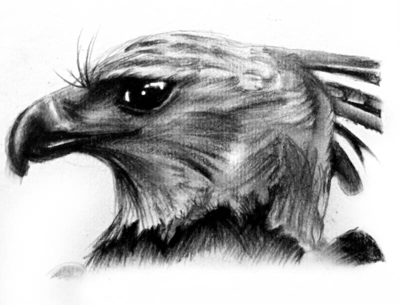 prey by Fatal_Dinazor (Charcoal, Soft pastel)