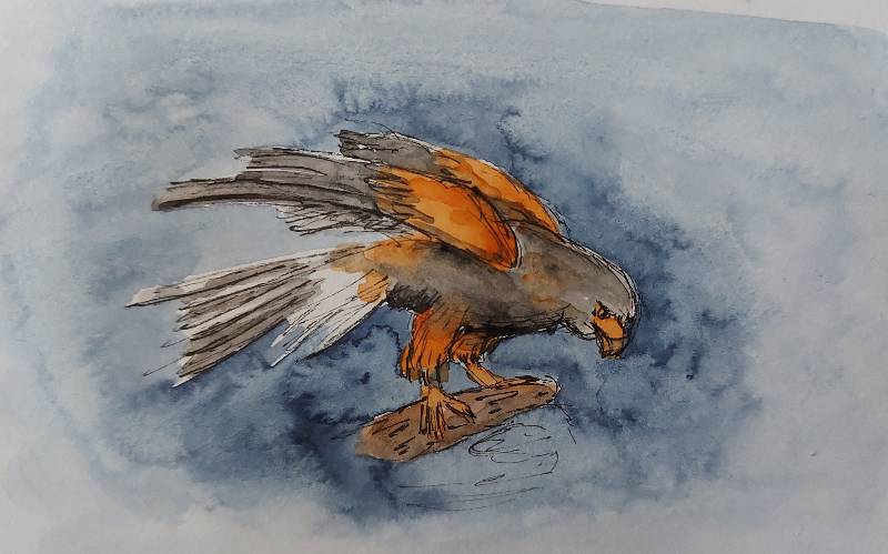 prey by Wiliane (Watercolor, Ink)