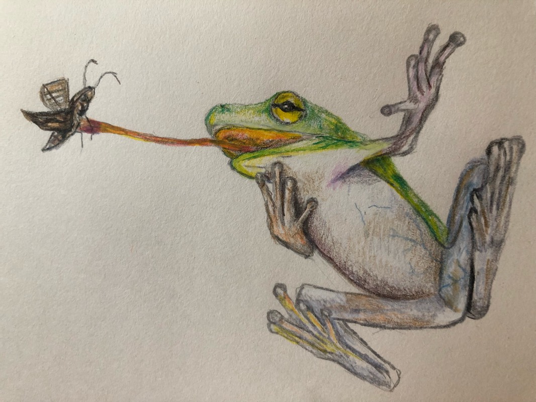 prey by Heathersh427 (Pencil, Colored pencil)