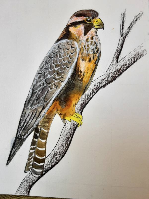 prey by GyrfalconArt (Watercolor, Pen, Colored pencil)