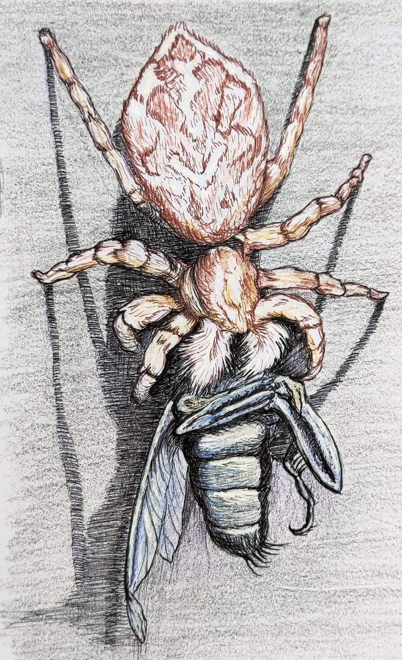 prey by uruvi (Ink, Colored pencil, Pen)