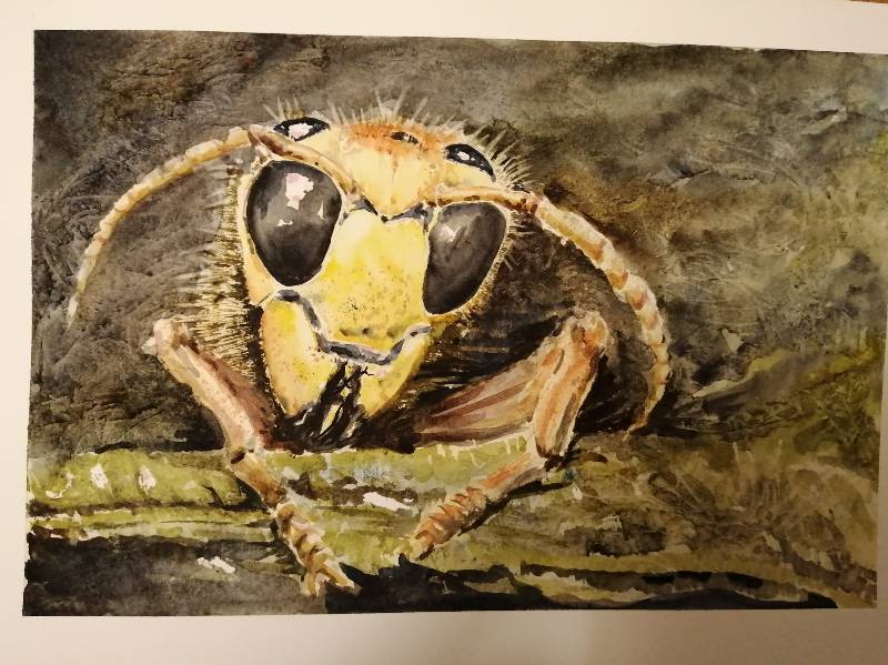 wasp by JonathanP (Watercolor)