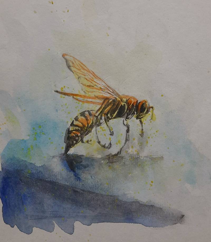 wasp by Niru (Watercolor)