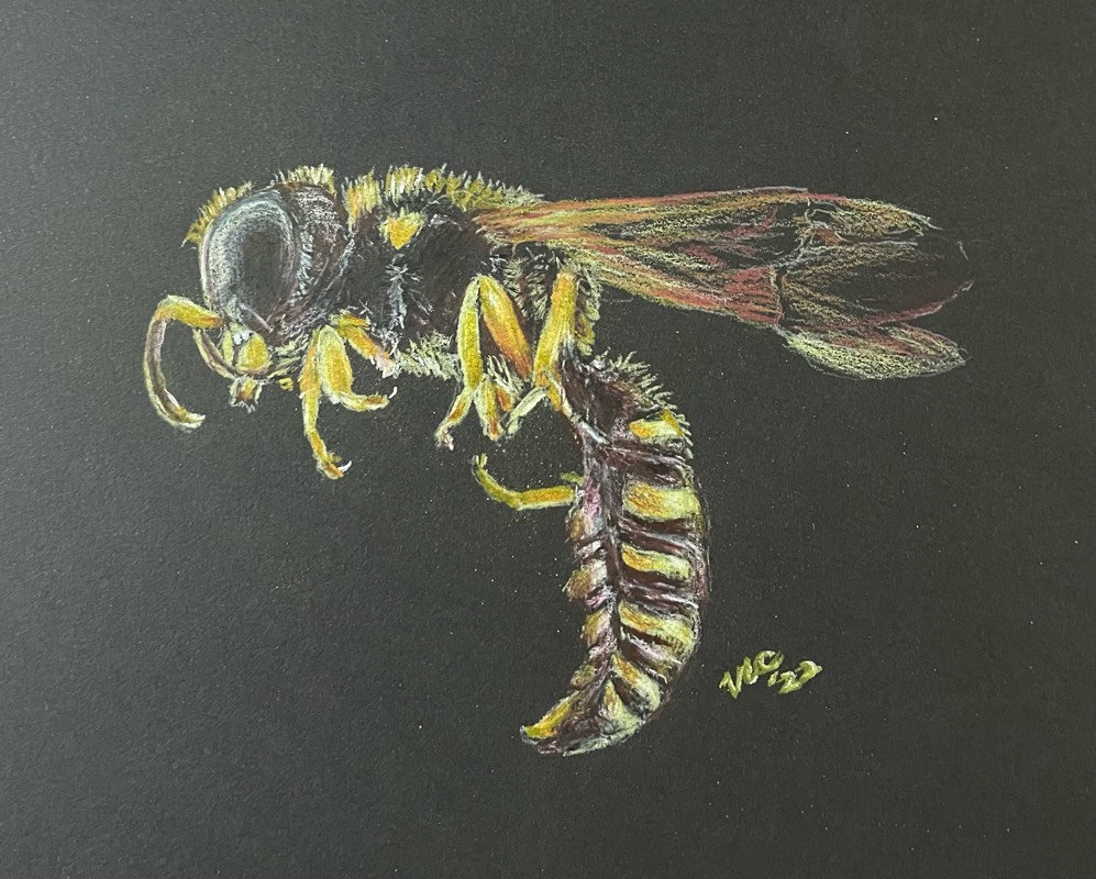wasp by Songli5 (Colored pencil)