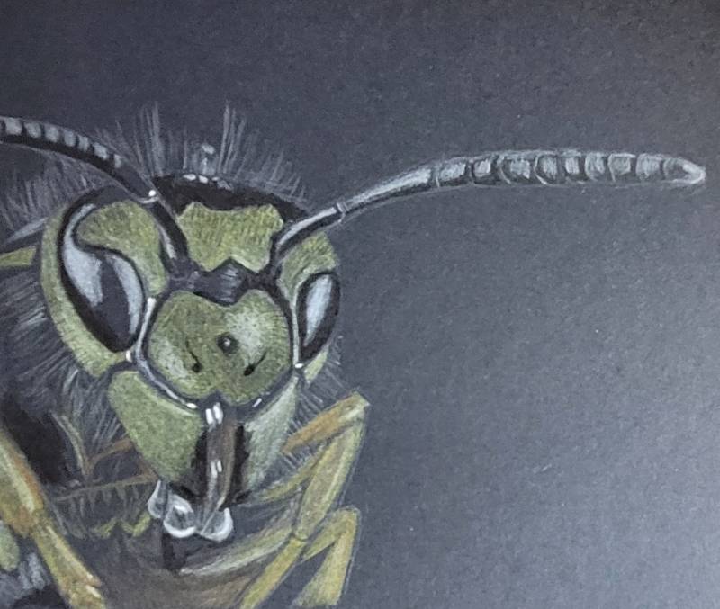 wasp by Hailscratchings (Colored pencil, Pen)