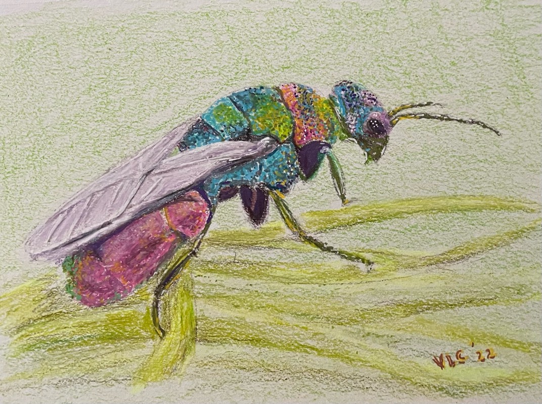wasp by Songli5 (Colored pencil, Markers)